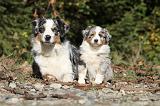 BERGER AUSTRALIEN - ADULT & PUPPY 015